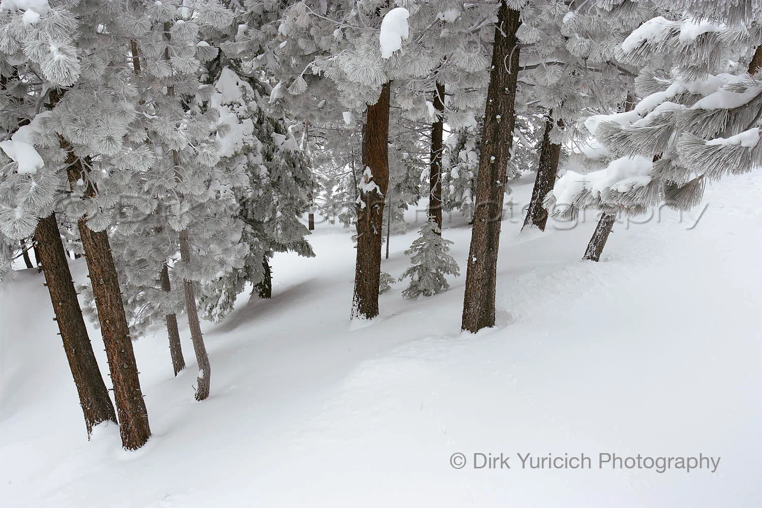 lake-tahoe-pogonip-trees-multi.jpg