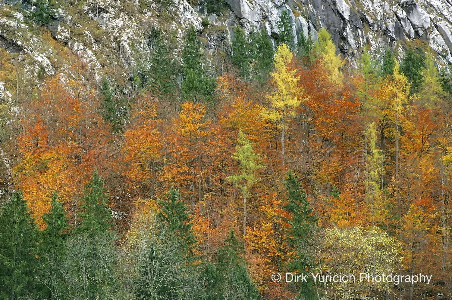 halstatt-austria-autumn-trees.jpg