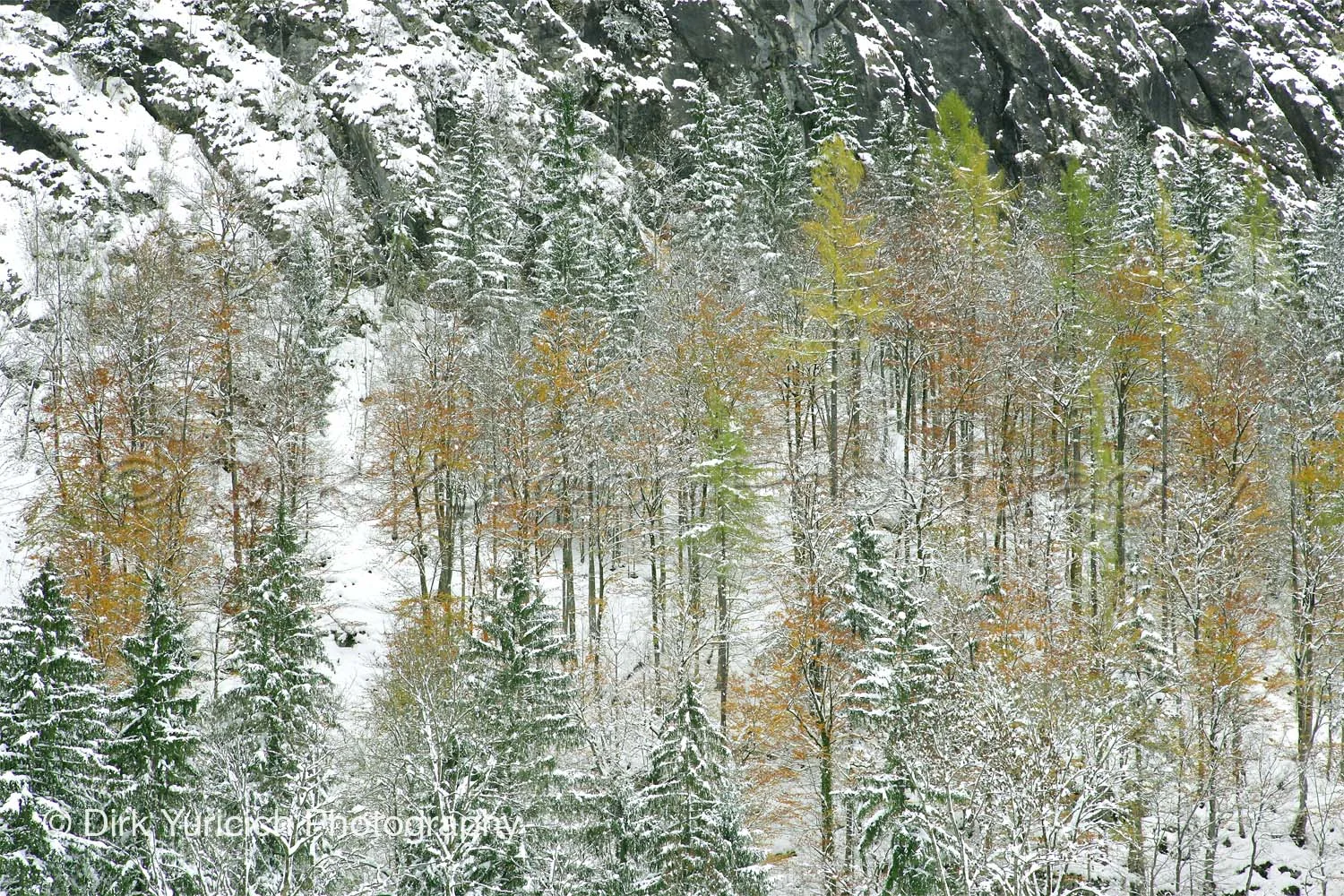 halstatt-austria-snow-trees.jpg