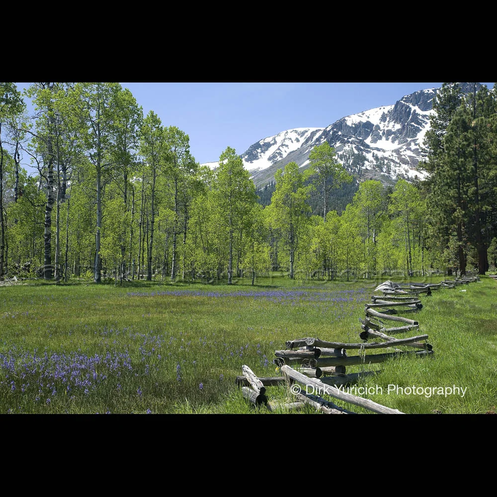 Tallac Spring Meadow