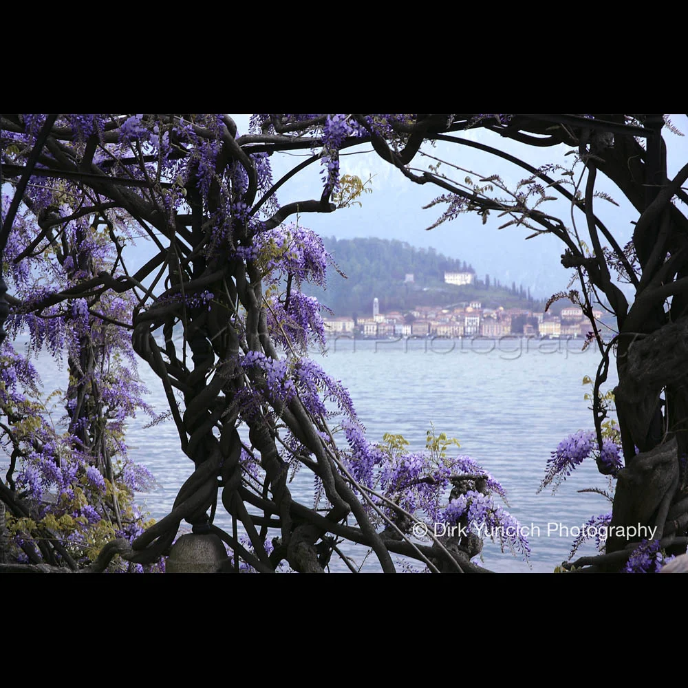 Wisteria Window View of Bellagio Lake Como