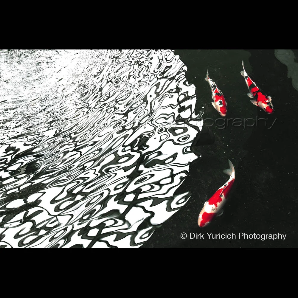 Three Koi Reflection