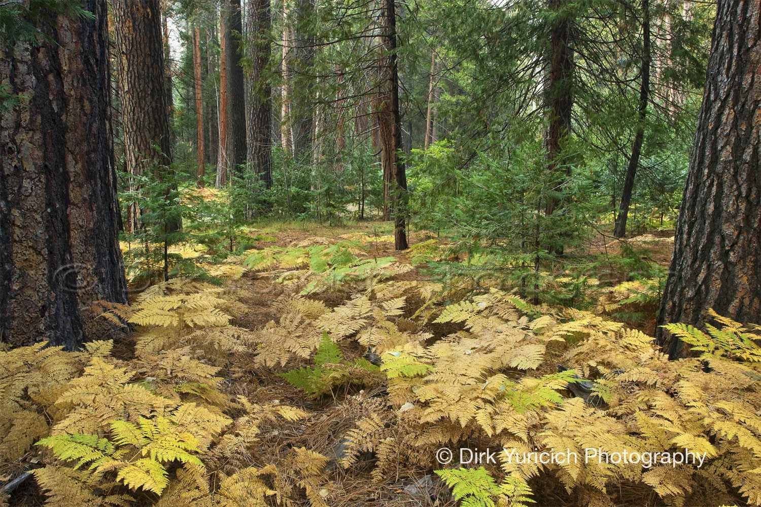 yosemite-fern-forest-horz.jpg