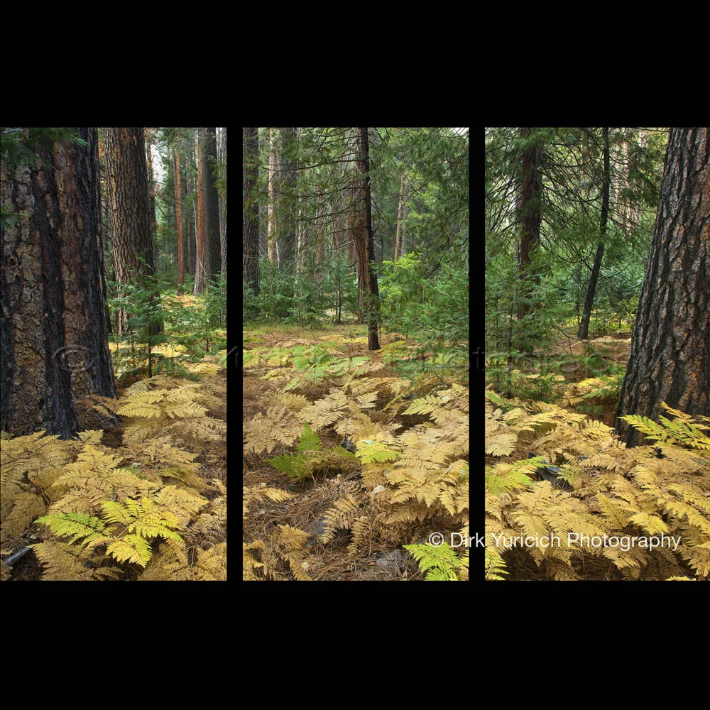 Yosemite Ferns Triptych