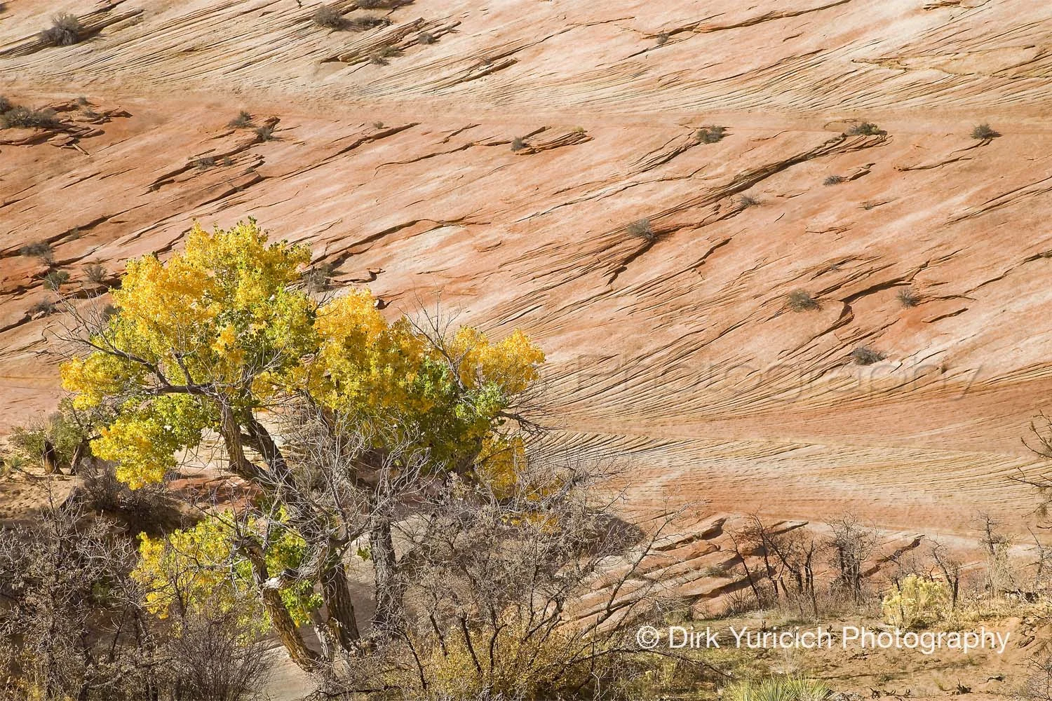 zion-utah-red-rock-bush.jpg
