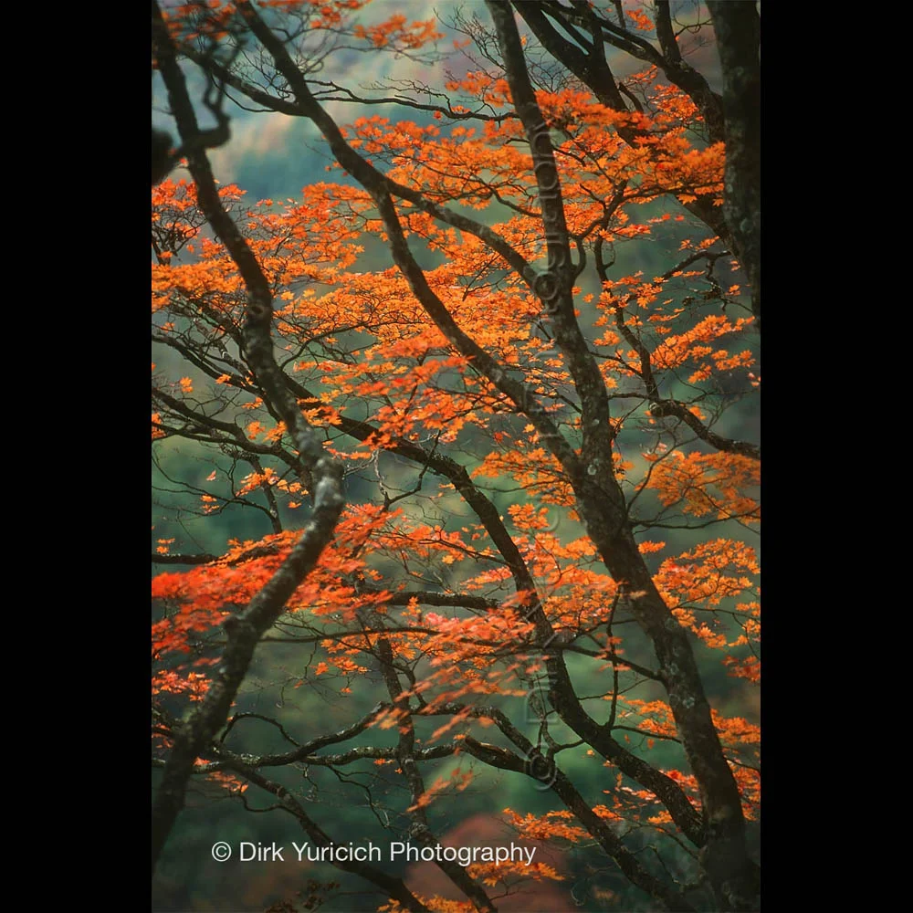 Japanese Orange Maple
