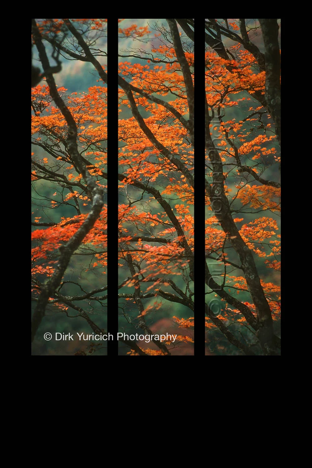 orange-japanese-maple-autumn-triptych.jpg