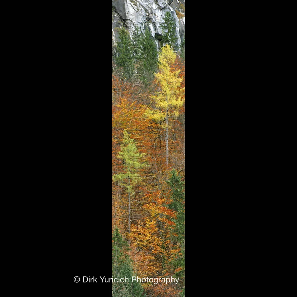 Hallstatt Autumn Trees Ultra-Panorama