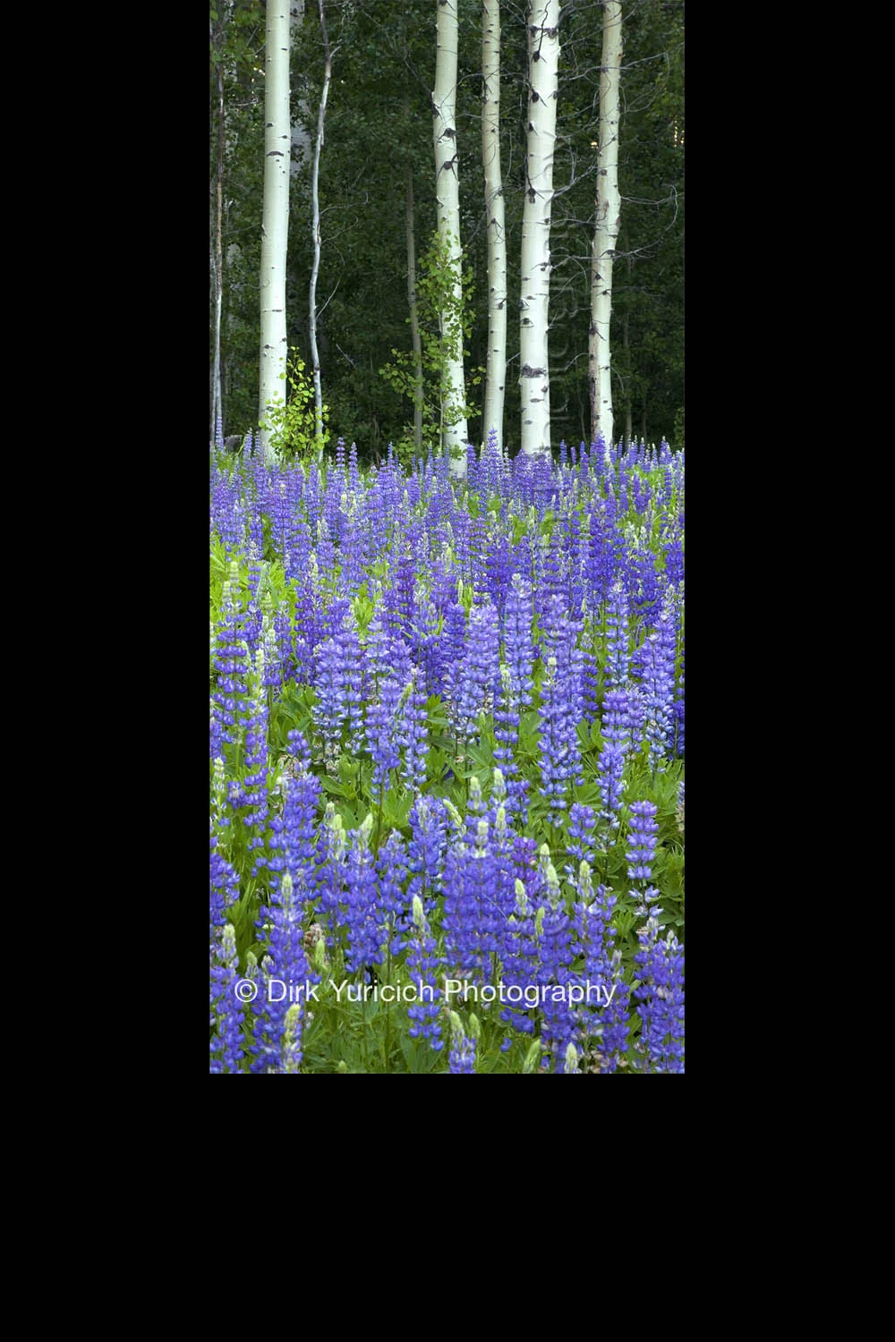 lupine-aspen-vertical.jpg