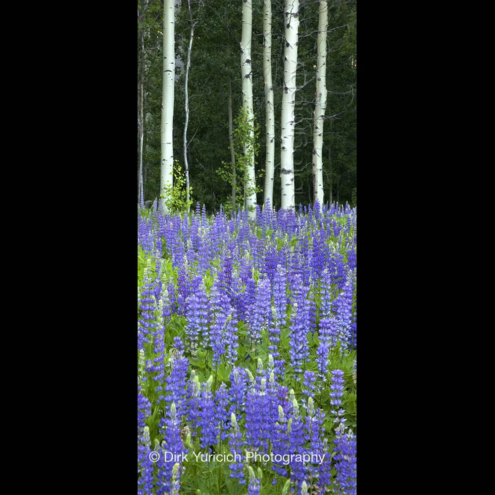 Aspen Lupine Vertical Panorama