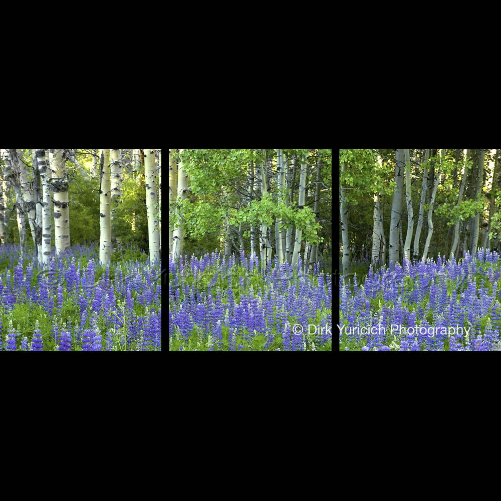 Aspen Lupine Horizontal Panorama Triptych
