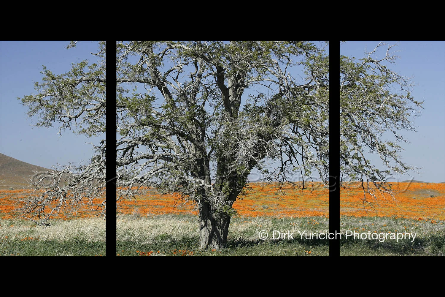 old-tree-poppies-panorama-triptych.jpg