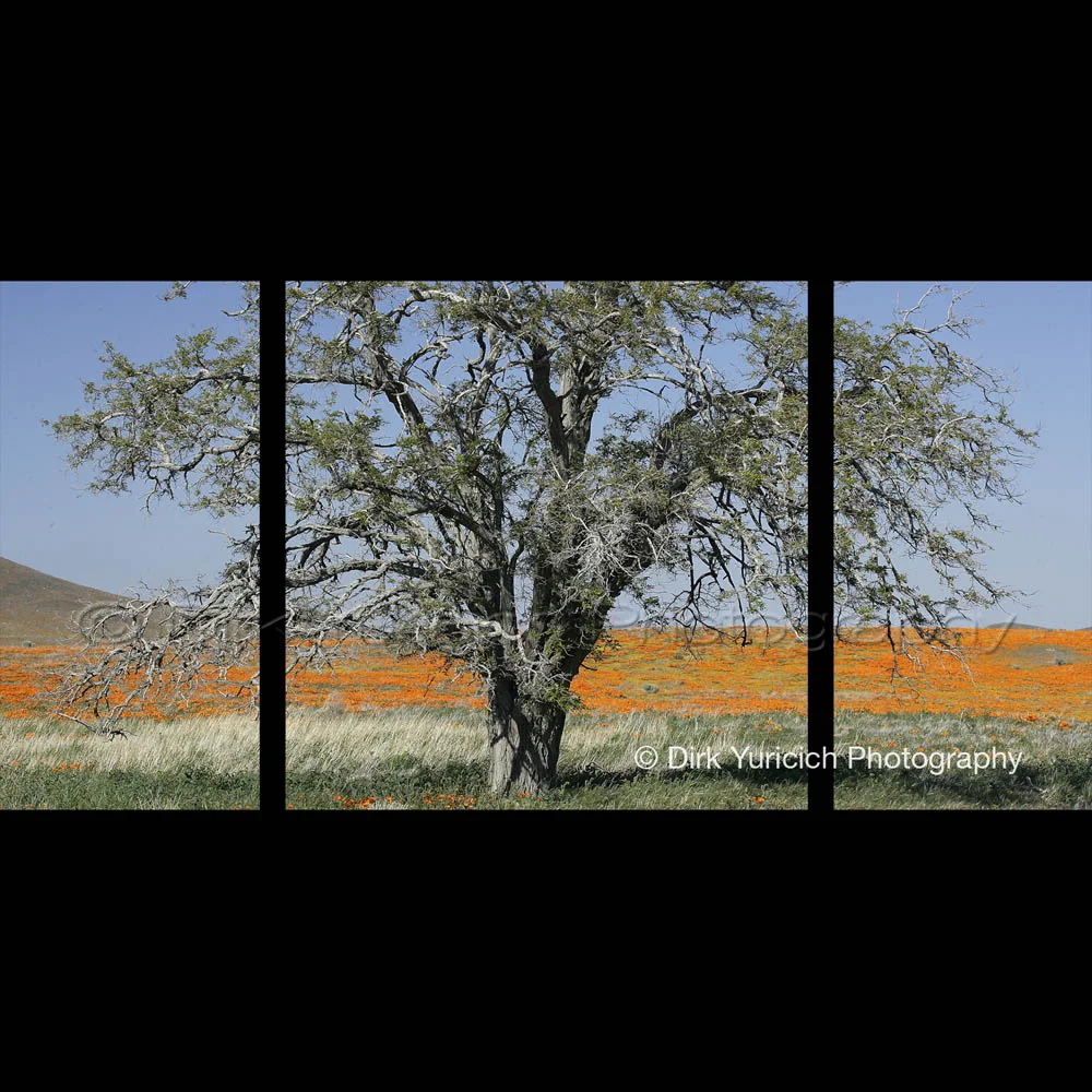 Oak Poppy Triptych