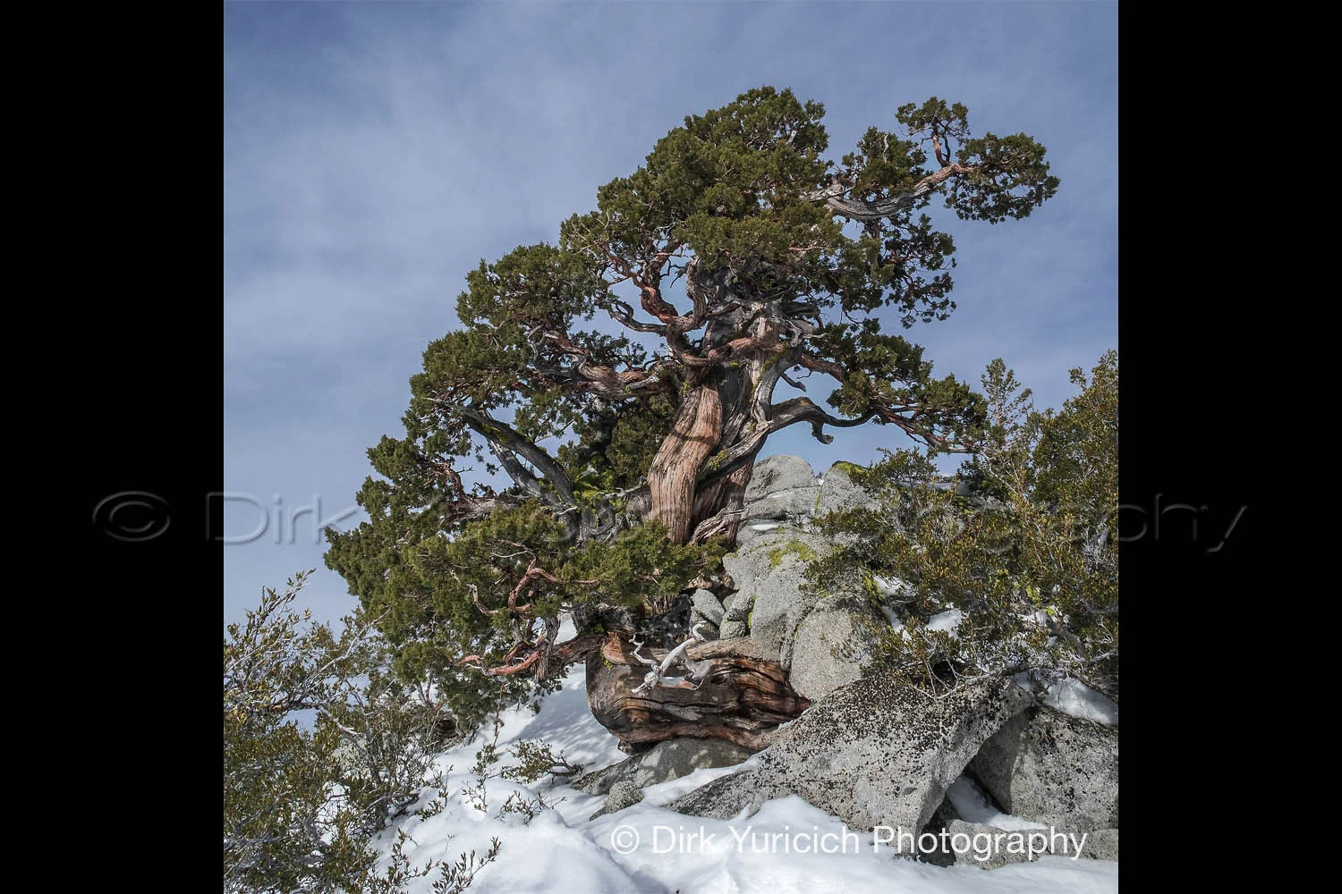 old-gnarled-juniper-square.jpg