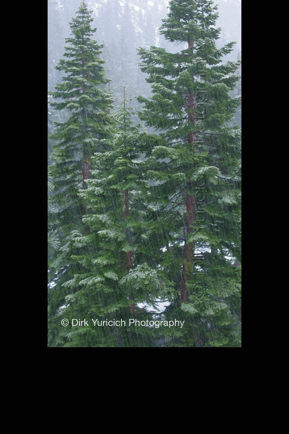 first-snowfall-fir-trees-pano.jpg