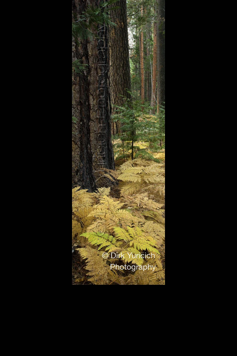 yosemite-fern-forest-vert-pano.jpg