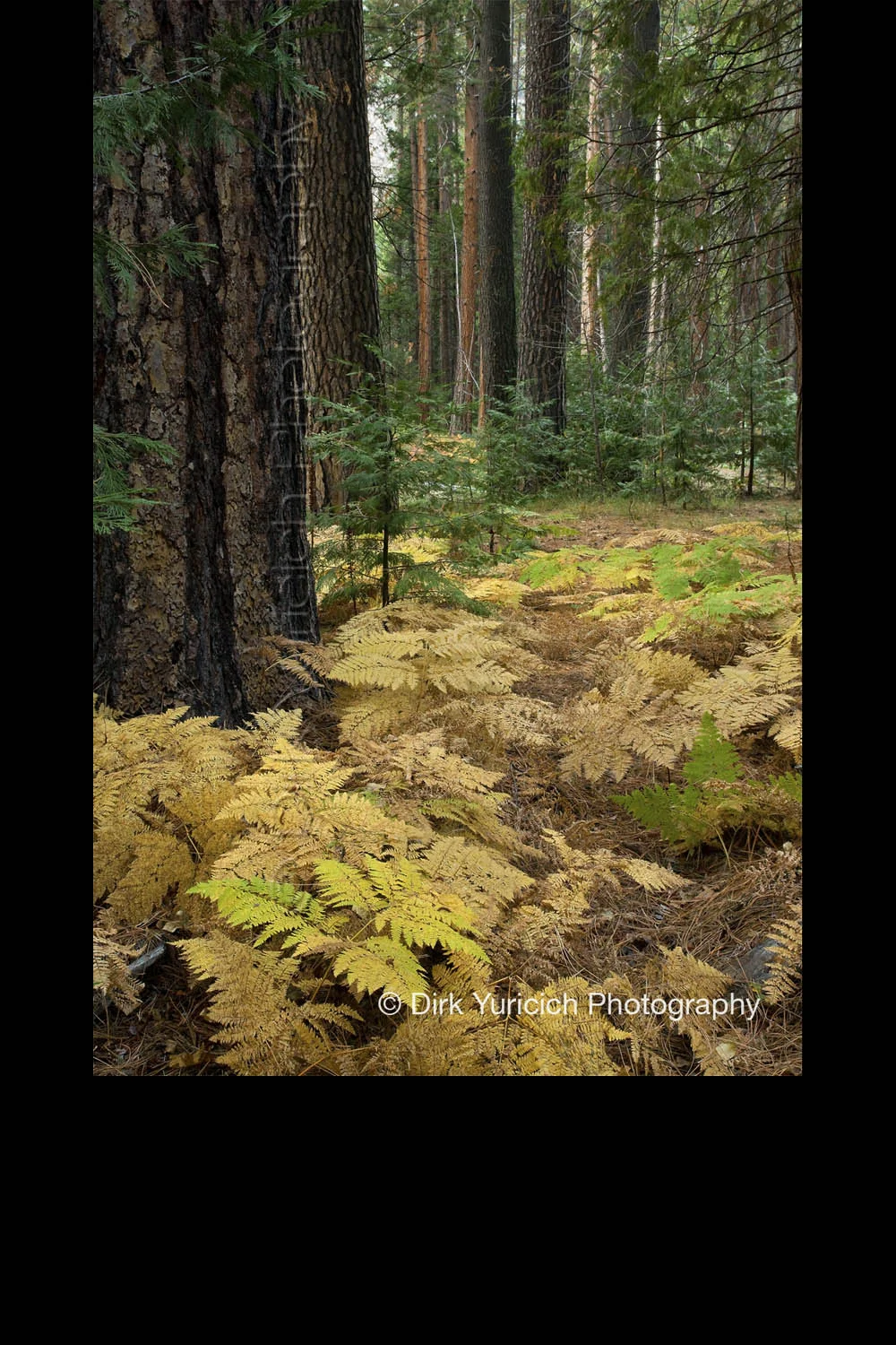 yosemite-fern-forest-vertical.jpg