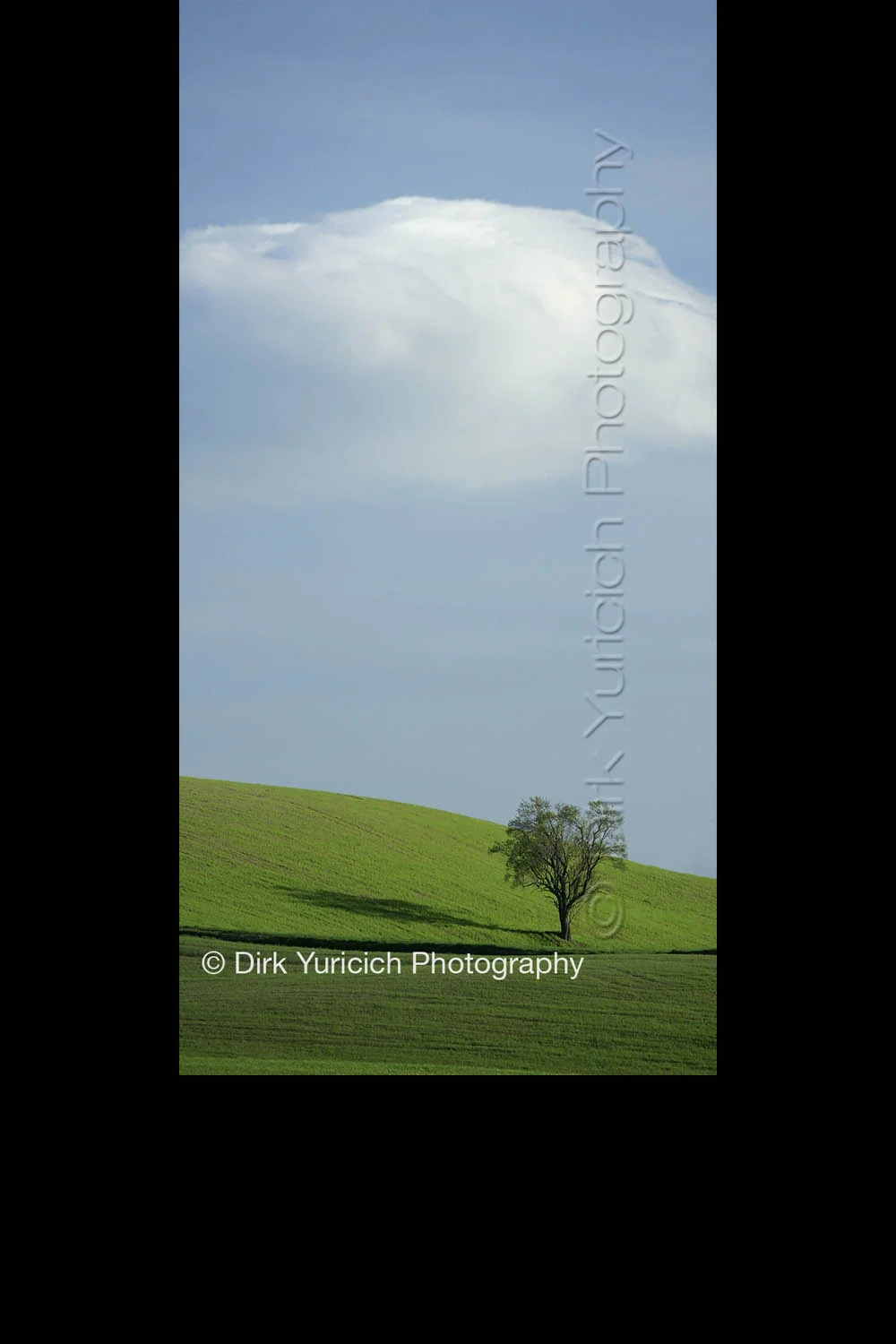 tuscany-lone-tree-pano.jpg