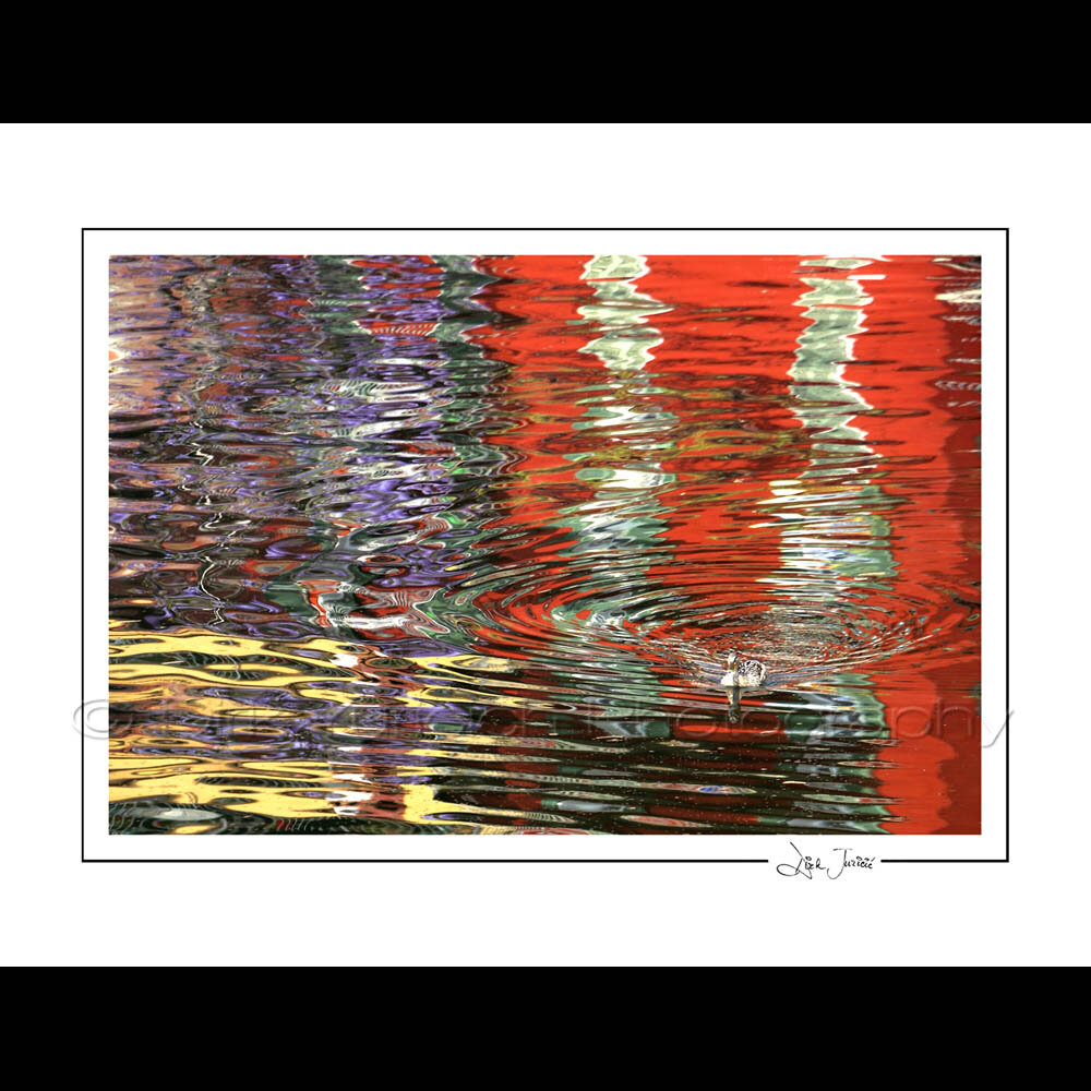 Lake Como Duck Reflection