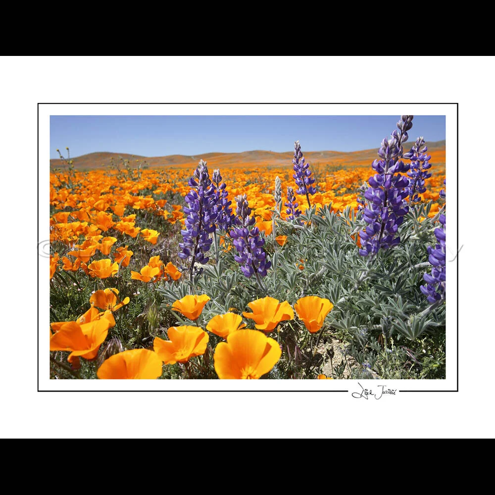 California: Wildflowers #1 - Poppies Notecard Set