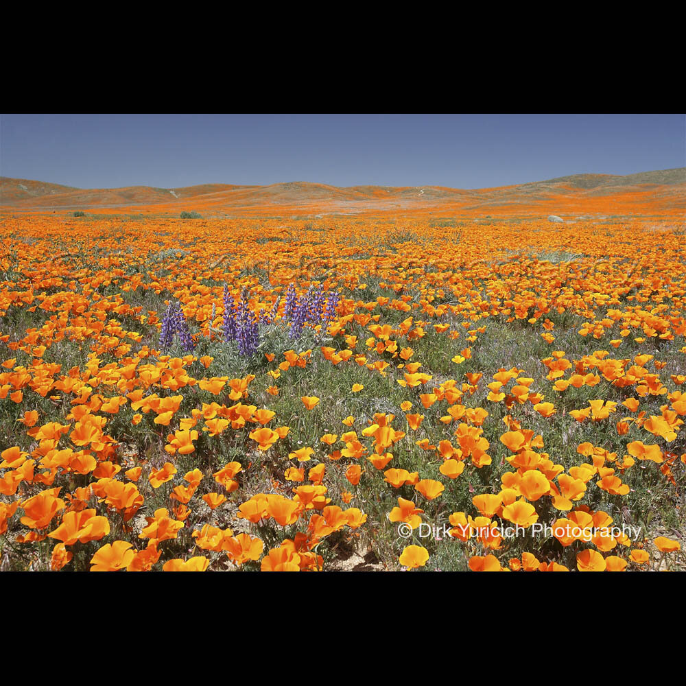 California Poppy Field with Lupine