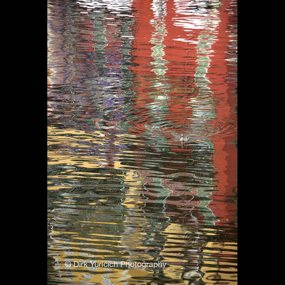 Lake Como Duck Reflection Vertical