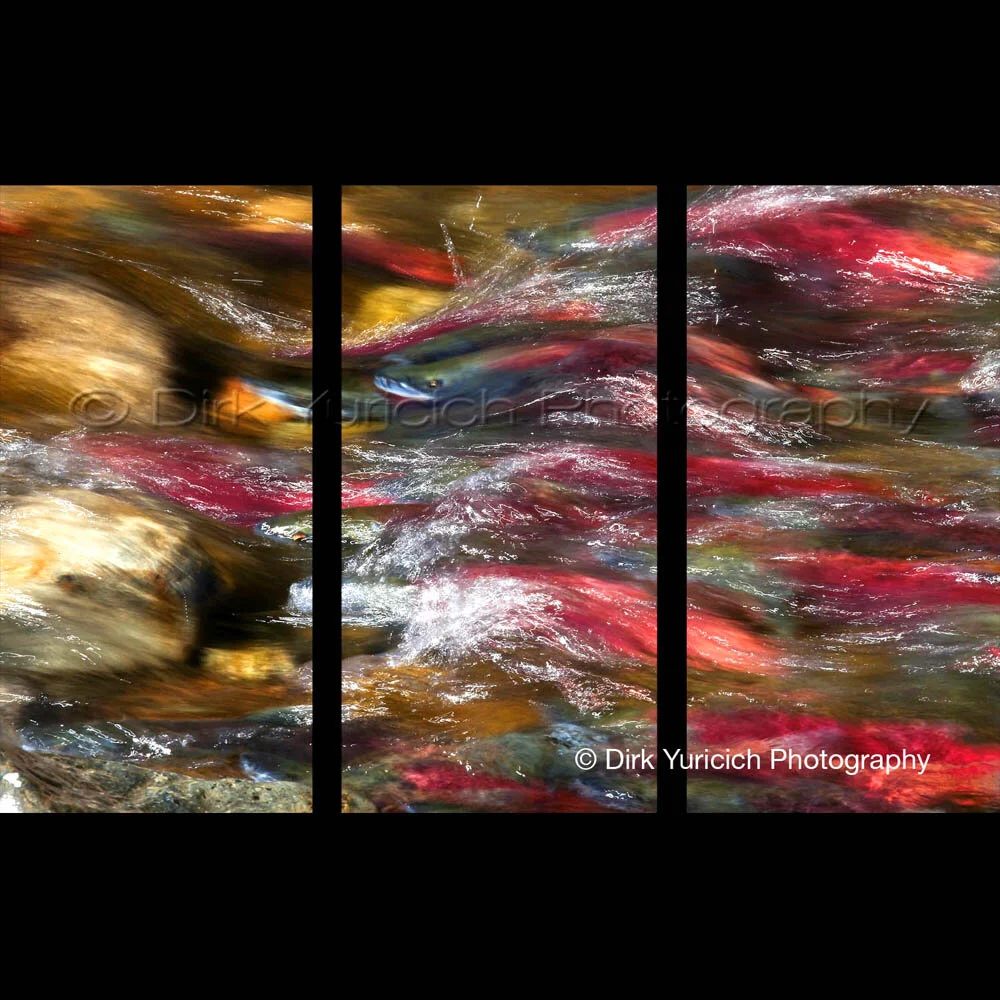 Lone Salmon Triptych