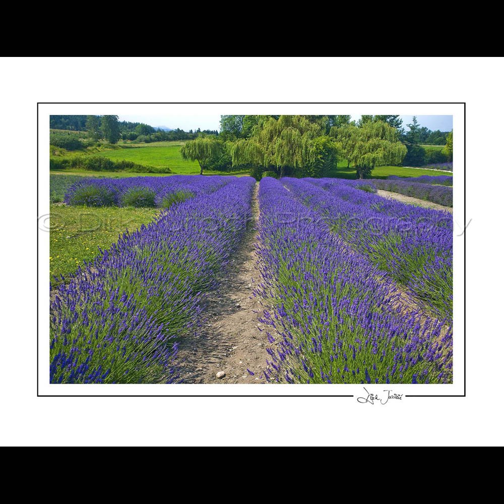 Lavender Series #1 Notecards