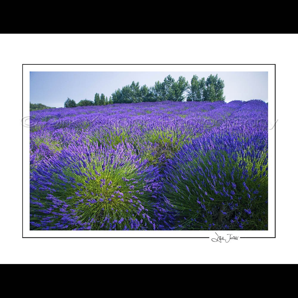 Lavender Series #2 Notecards