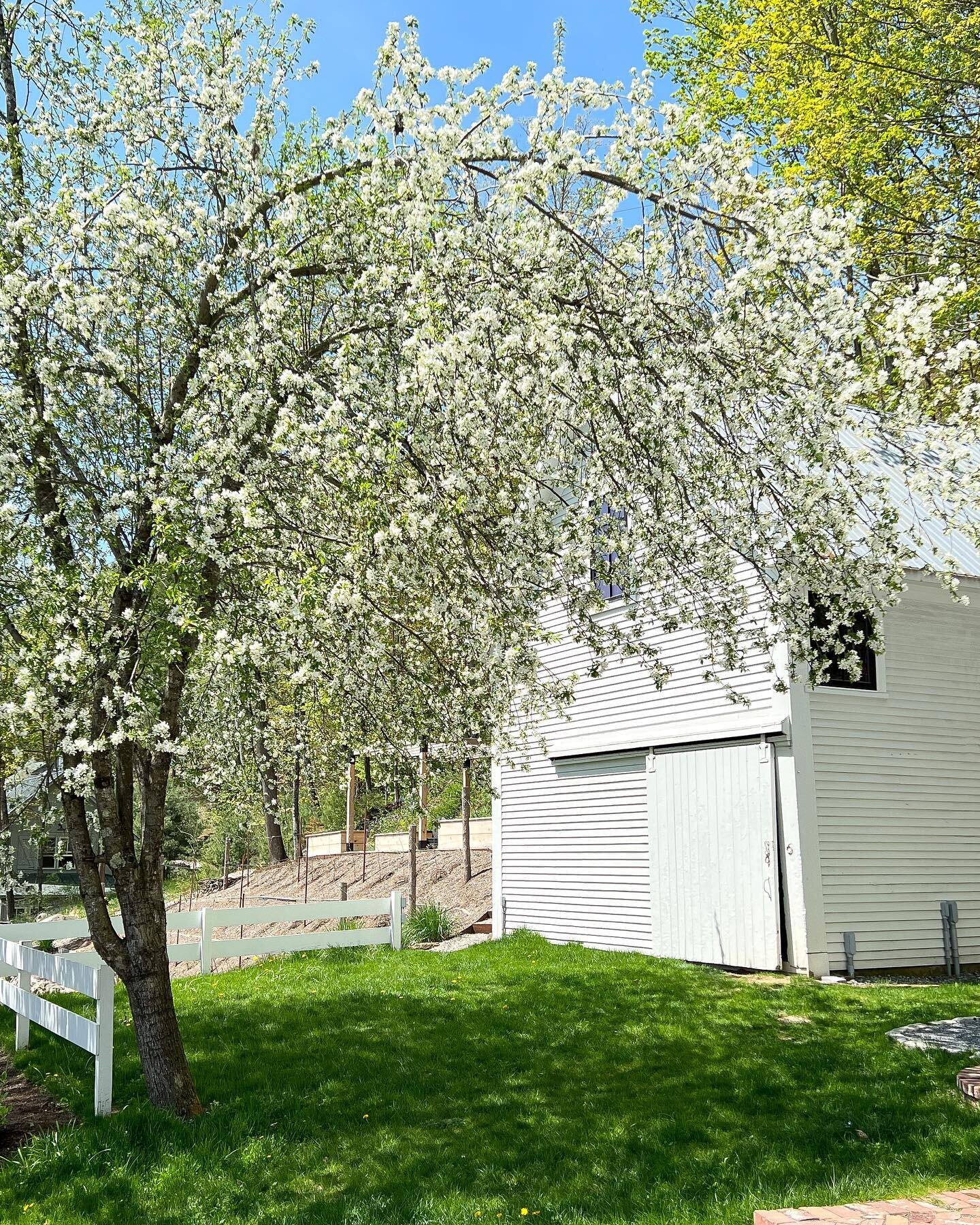 The previous owners planted this crab apple tree&hellip;each year, around this time, it blooms the most beautiful white flowers and the bees buzz like crazy pollinating the blossoms&hellip;we are lucky to reap the benefits of their hard work 🐝
.
.

