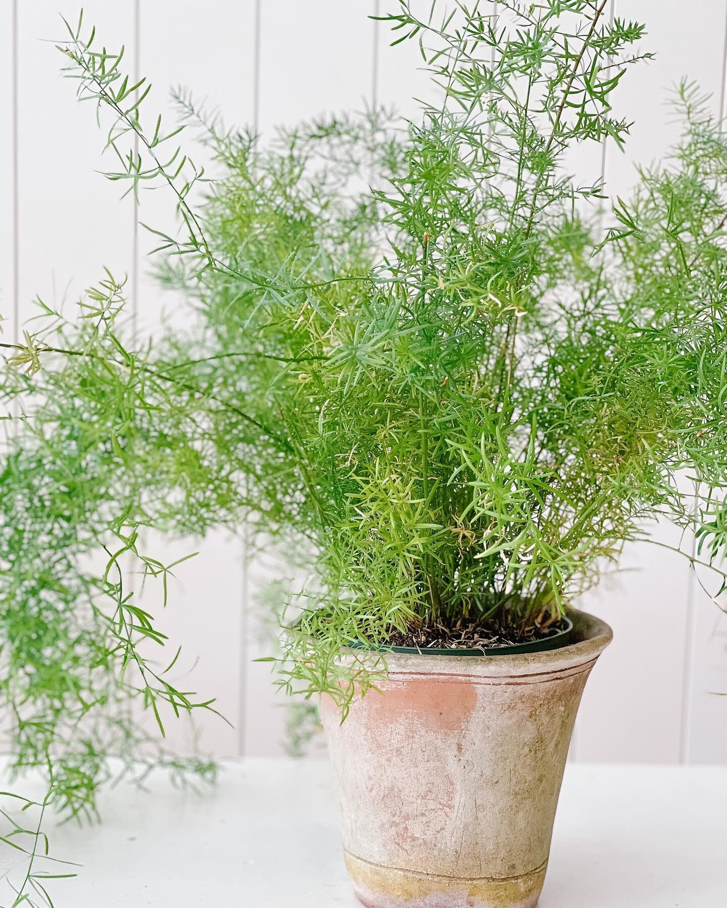 It&rsquo;s plant season and we&rsquo;ve got all your needs covered! Stop in for hanging planters, baskets, house plants, terracotta pots, pruners, horis, hedge shears and so much inspo 🌿