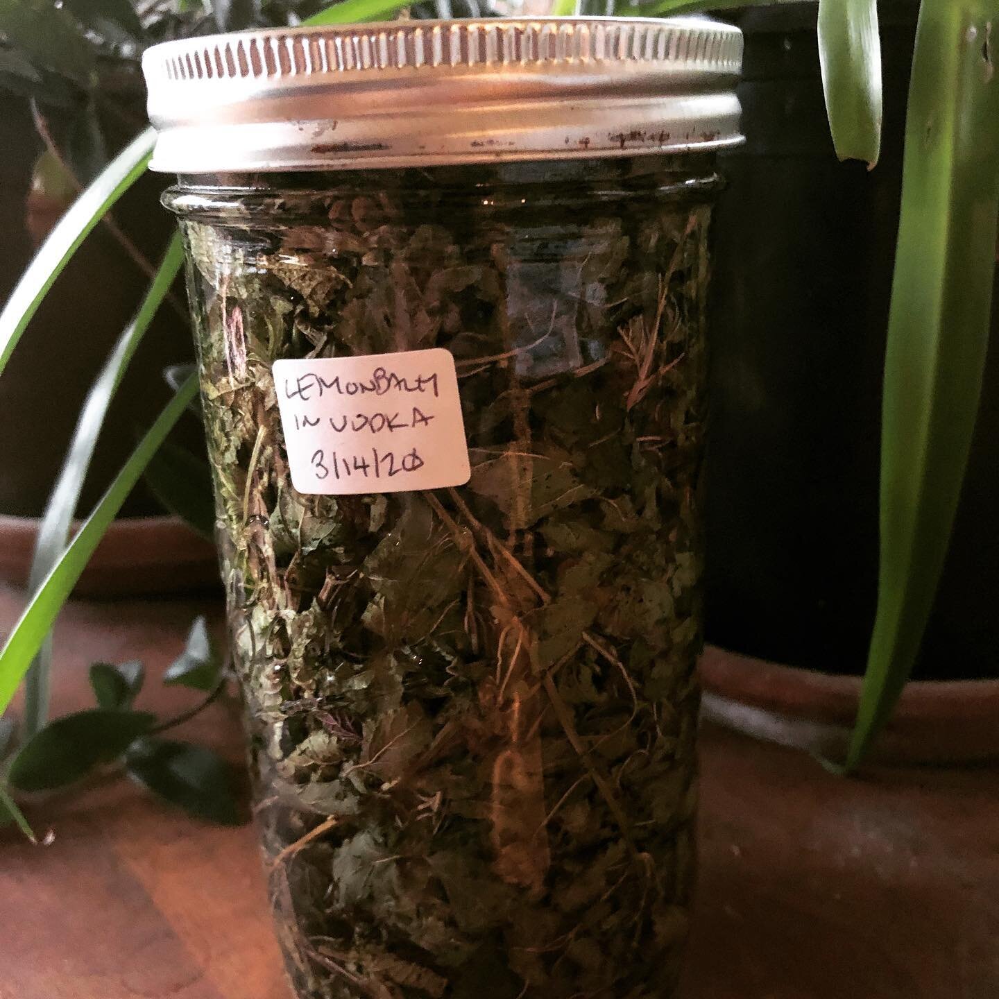 Making Lemon Balm tincture from my garden&rsquo;s harvest! Lemon Balm is calming, soothing, and uplifts the spirits! Something we could all use right about now.