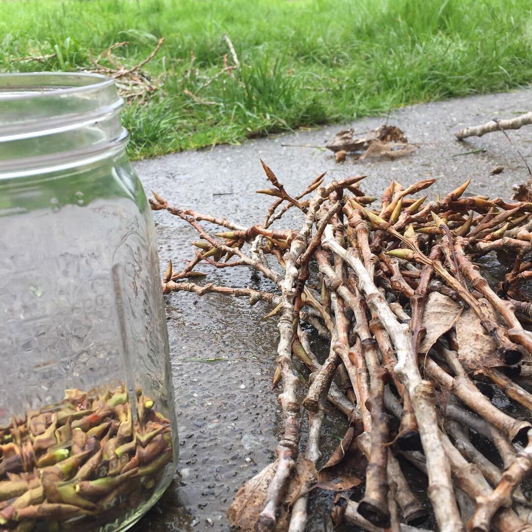 Poplar buds for yummy massage oil!