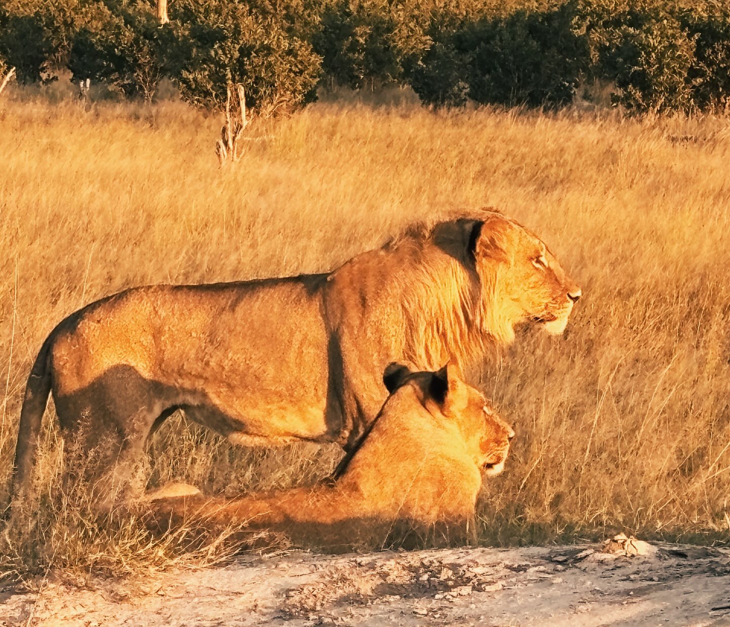 The trip of a lifetime!
&bull;
#africa #safari #africansafari #zimbabwe #zimbabwesafari #sundowner #ctinteriordesign #ctinteriordesigner #naturallybeautiful #naturallybeautifulliving  #coastalliving #westportmagazine #westportmoms #housebeautiful #in