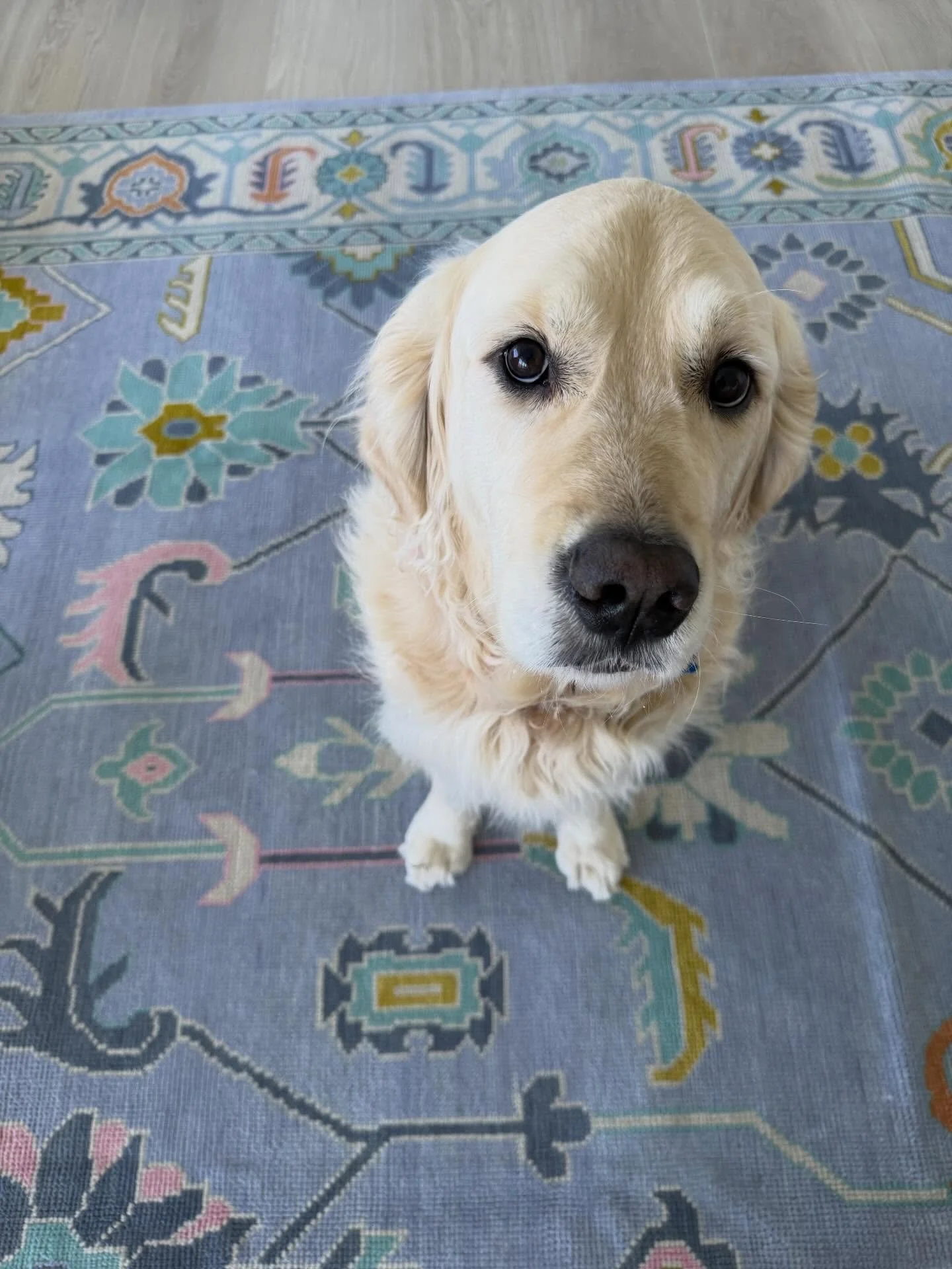 We are snowbirds!
&bull;
#palmbeachstyle #palmbeachstyle #palmbeachinteriordesign #palmbeachinteriors #palmbeachinteriordesigner