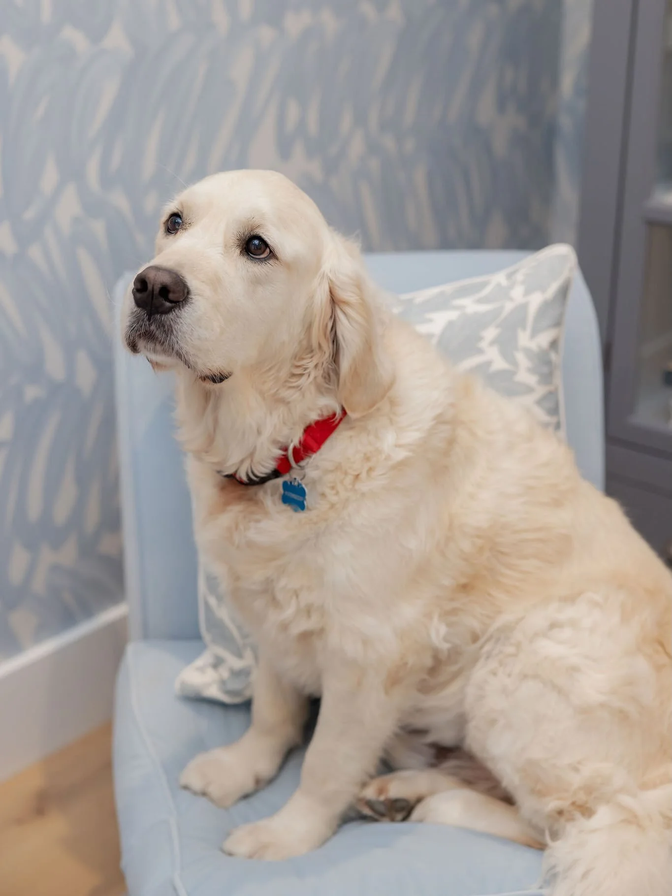 The most handsome assistant ever!
&bull;
Interior Design @whitandwell.interiors 
Photography @abbycolephotography 
&bull;
#ctinteriordesigner #ctinteriordesign #coastalhomedecor #coastaliving #ctliving
