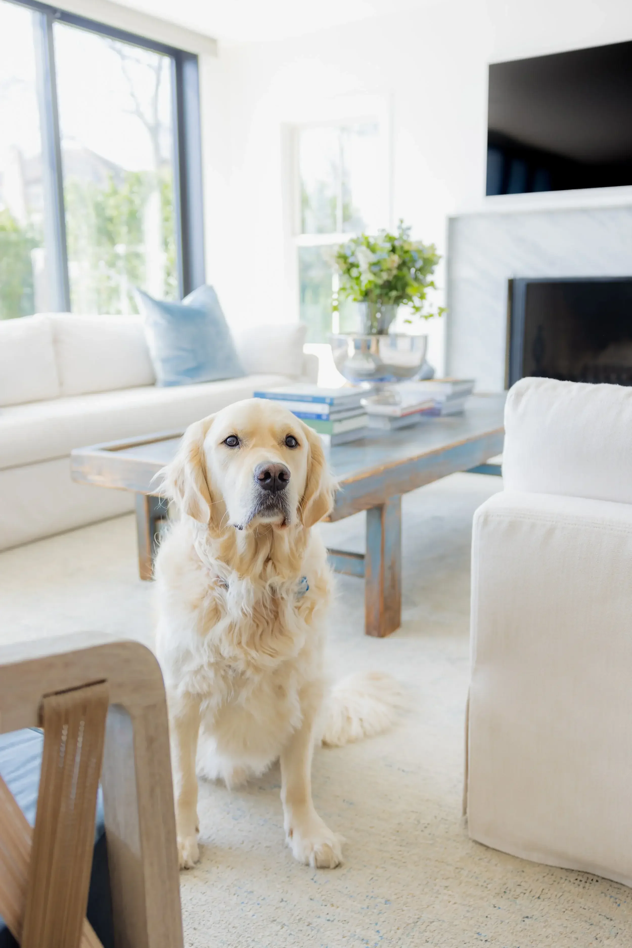 Whit & Well, dog, coastal calm living room in Connecticut