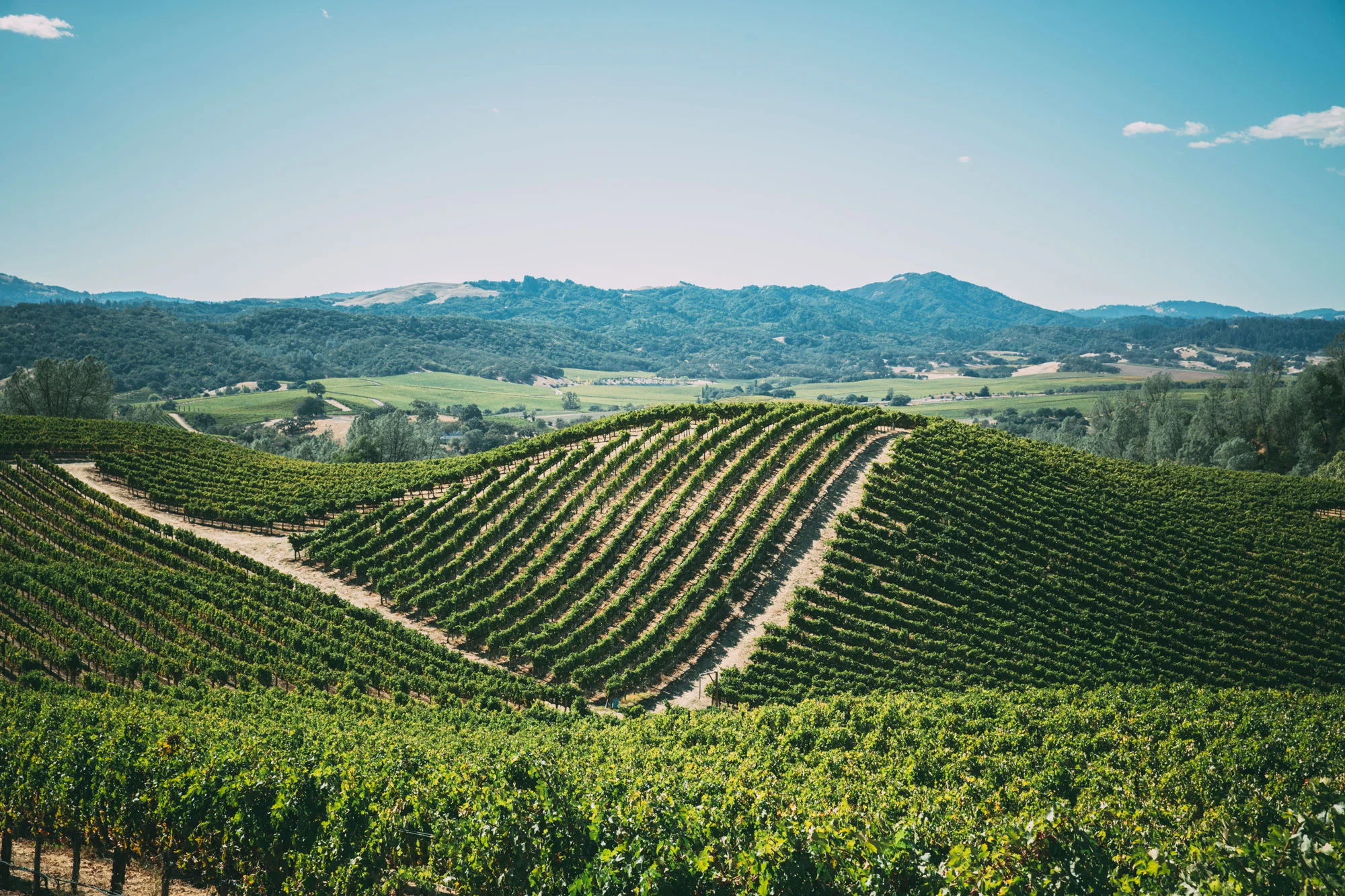 Reynoso Family Vineyards