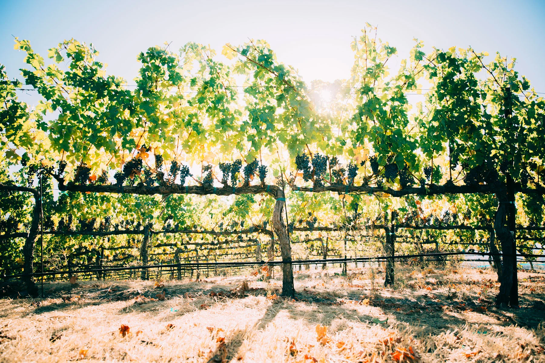 Reynoso-Grapes-2.jpg