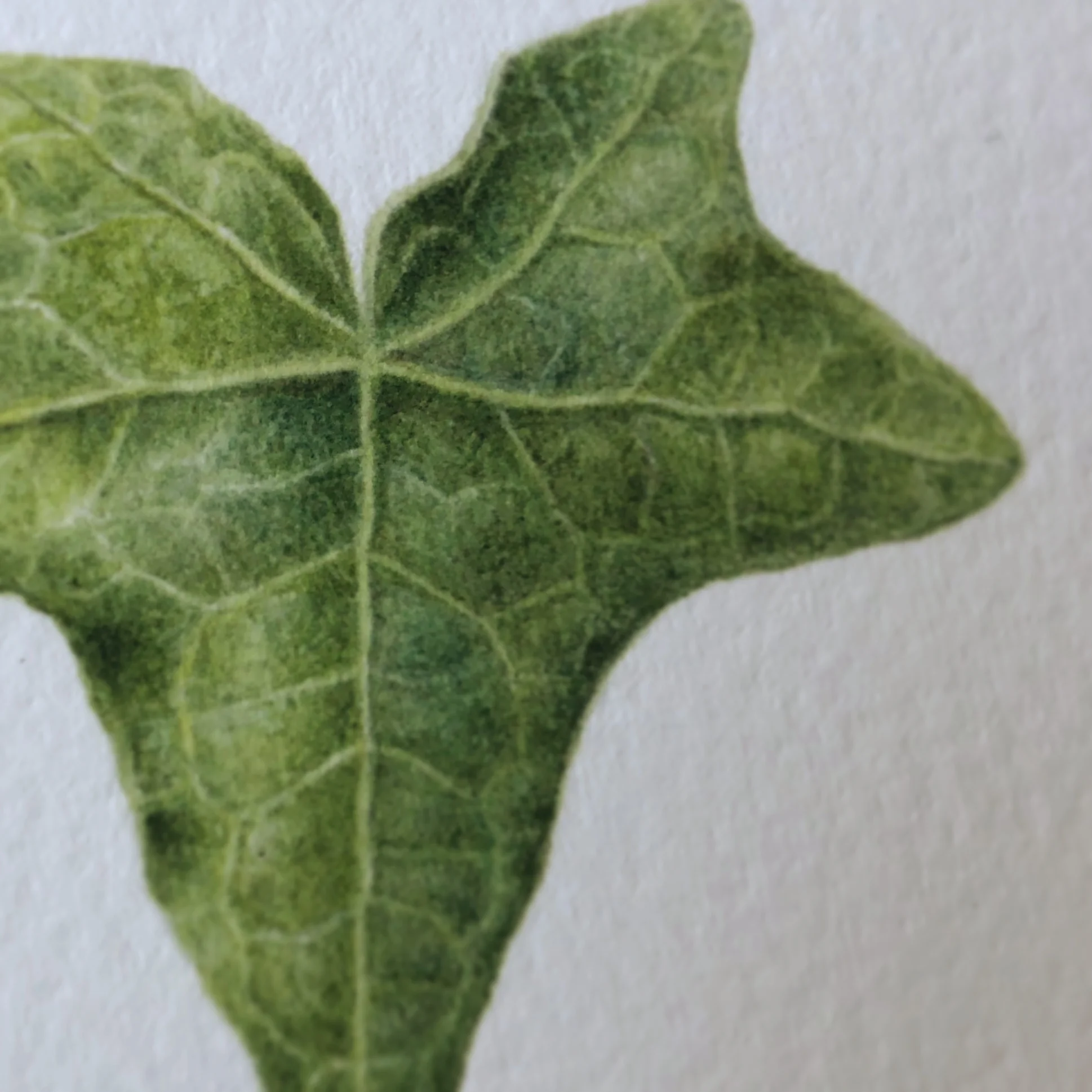IvyFRup.jpg