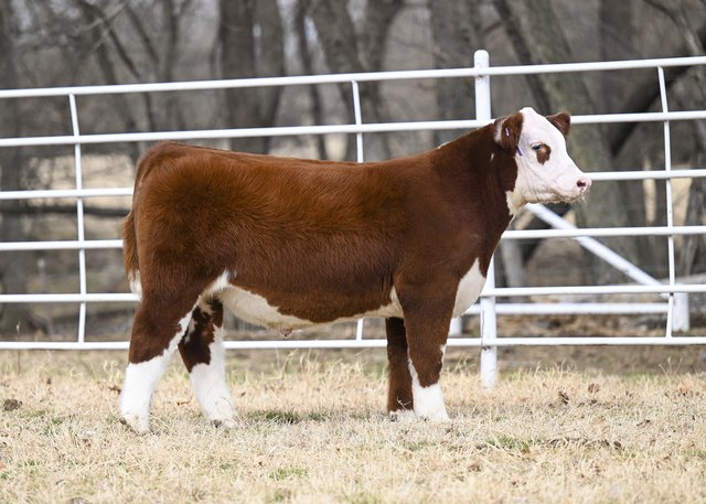 Hereford Steer 2.jpg