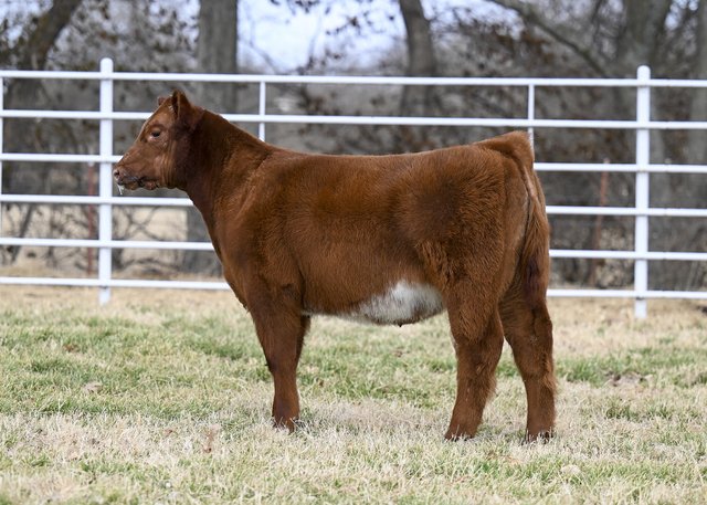 Red Rocky Steer.jpg