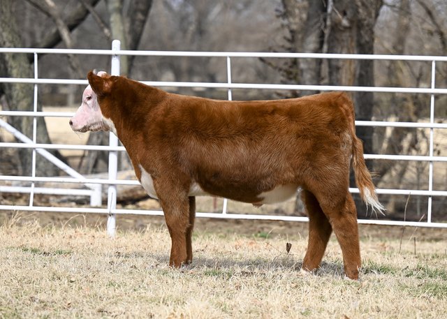 Purebred Hereford Bull.jpg