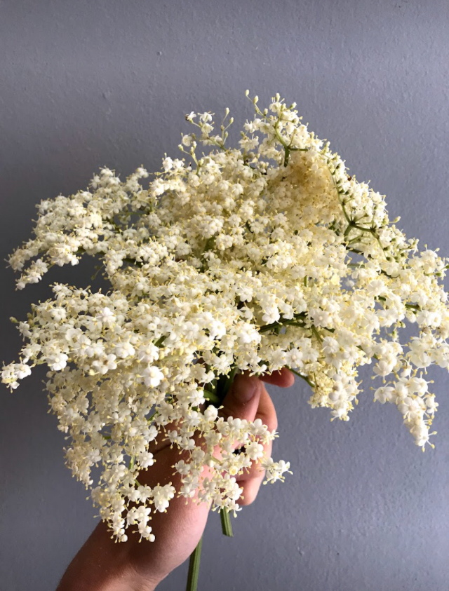 Elder Flower