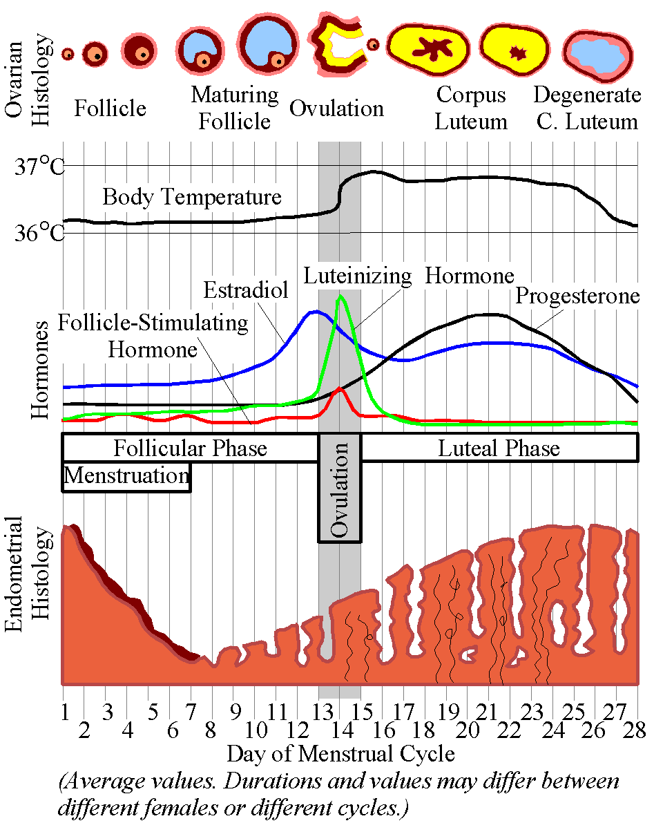 MenstrualCycle.png