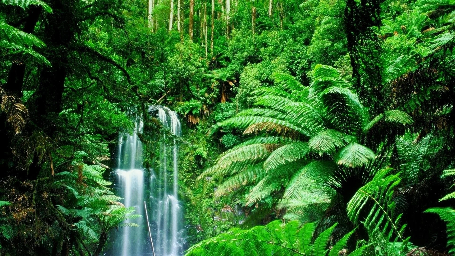 Green-Landscapes-Trees-Jungle-Forest-Wallpaper.jpg