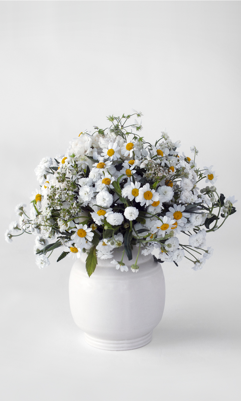 HARVEY_CRAIG_Chrysanthemum-web.jpg