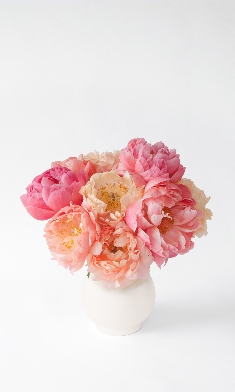 HARVEY_CRAIG_Coral-Peony-web.jpg