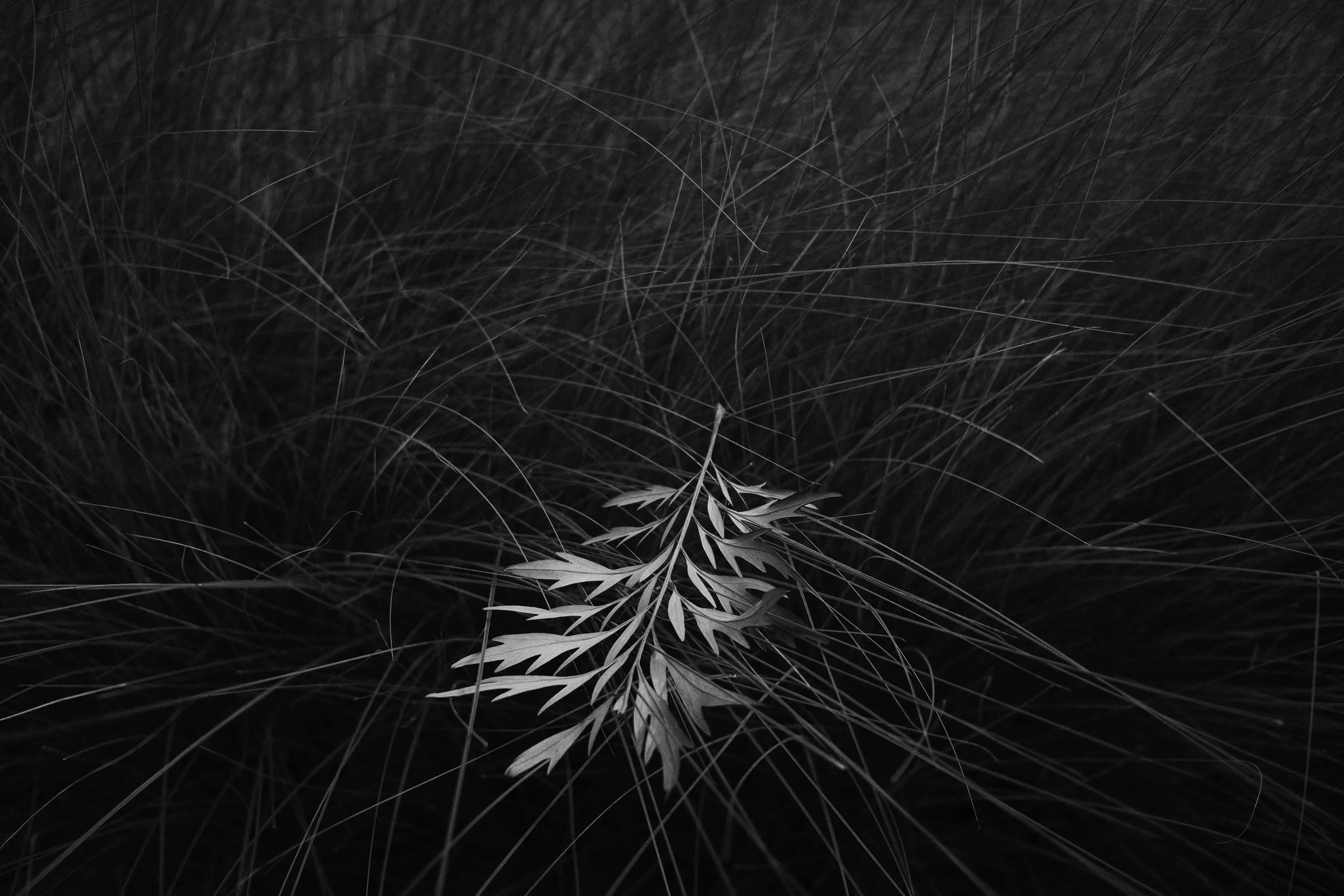 DSCF8100 1.jpg