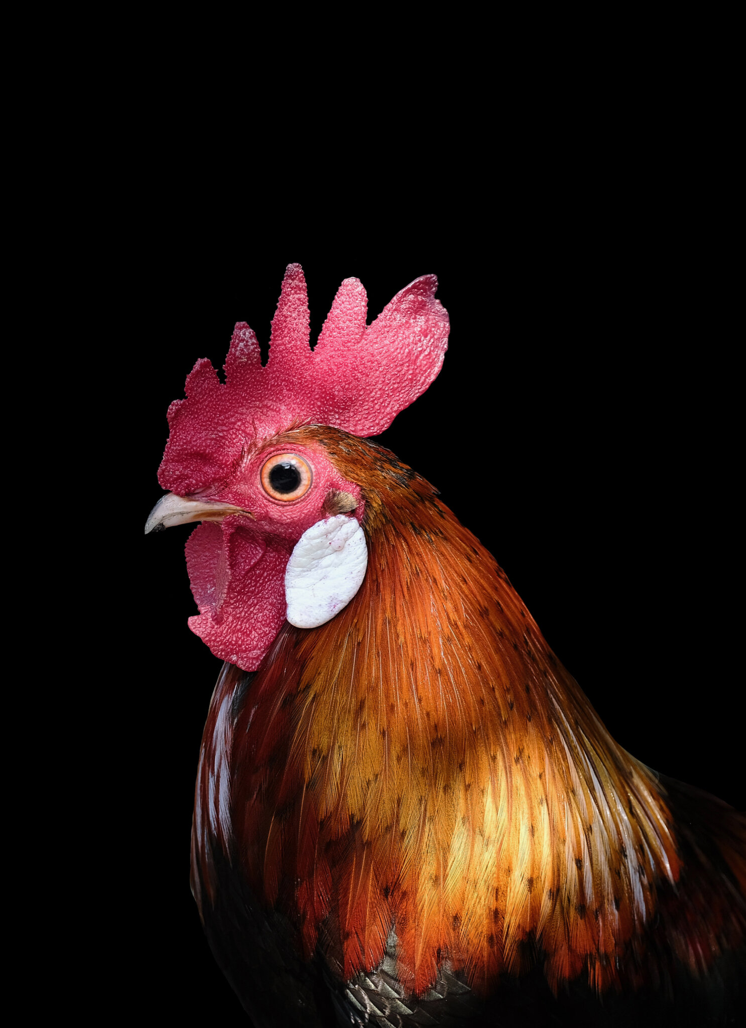 chicken.jpg
